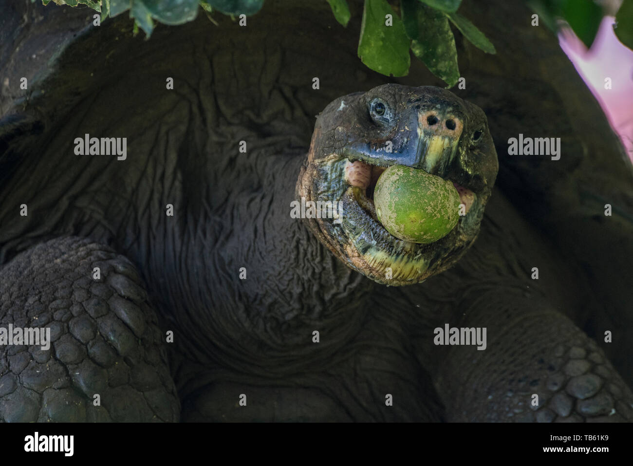 Tortue géante des Galapagos (Chelonoidis nigra) manger un fruit pomelo dans les îles Galapagos, en Équateur. Banque D'Images