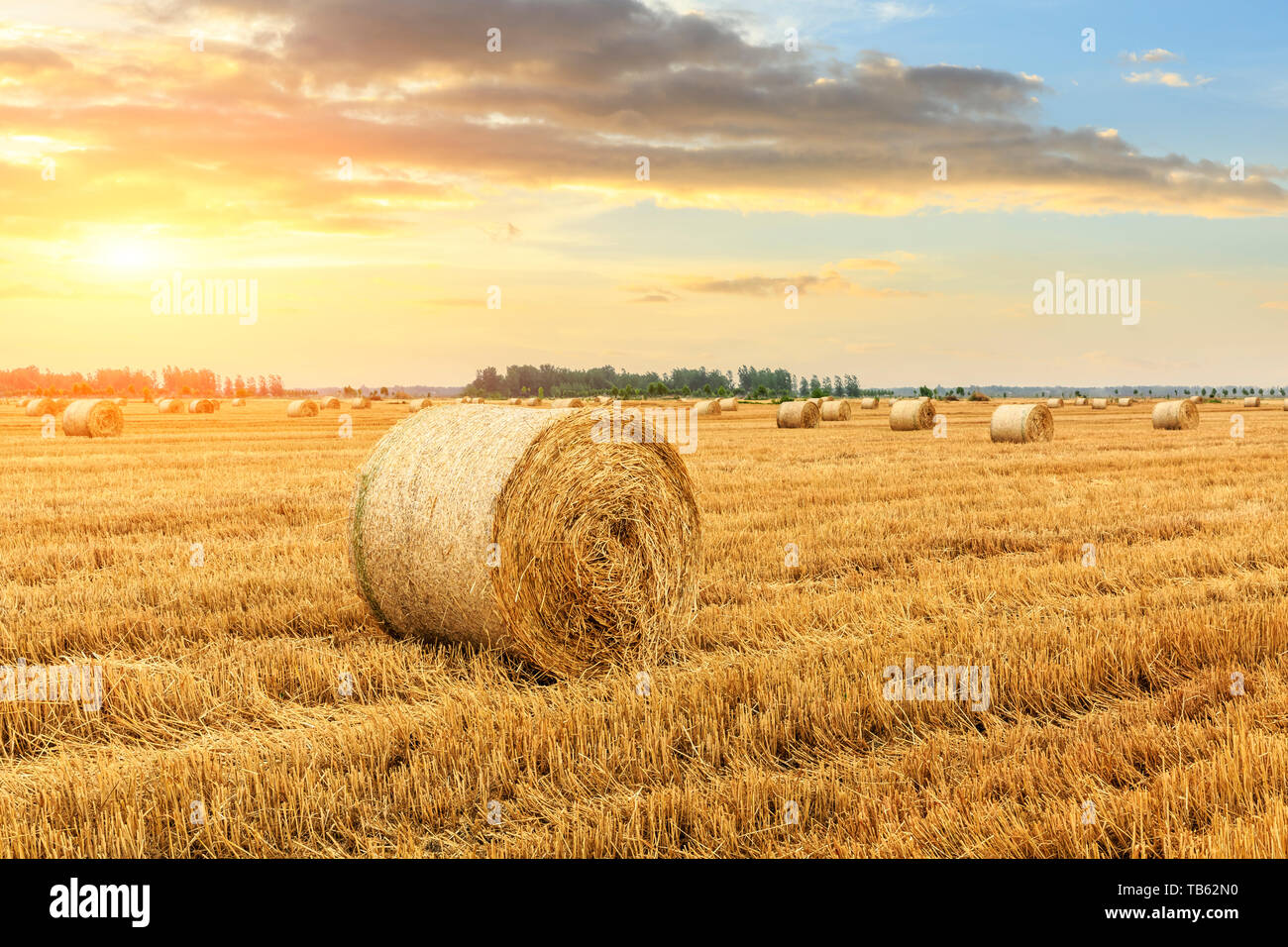Des balles de paille rondes sur les terres agricoles Banque D'Images