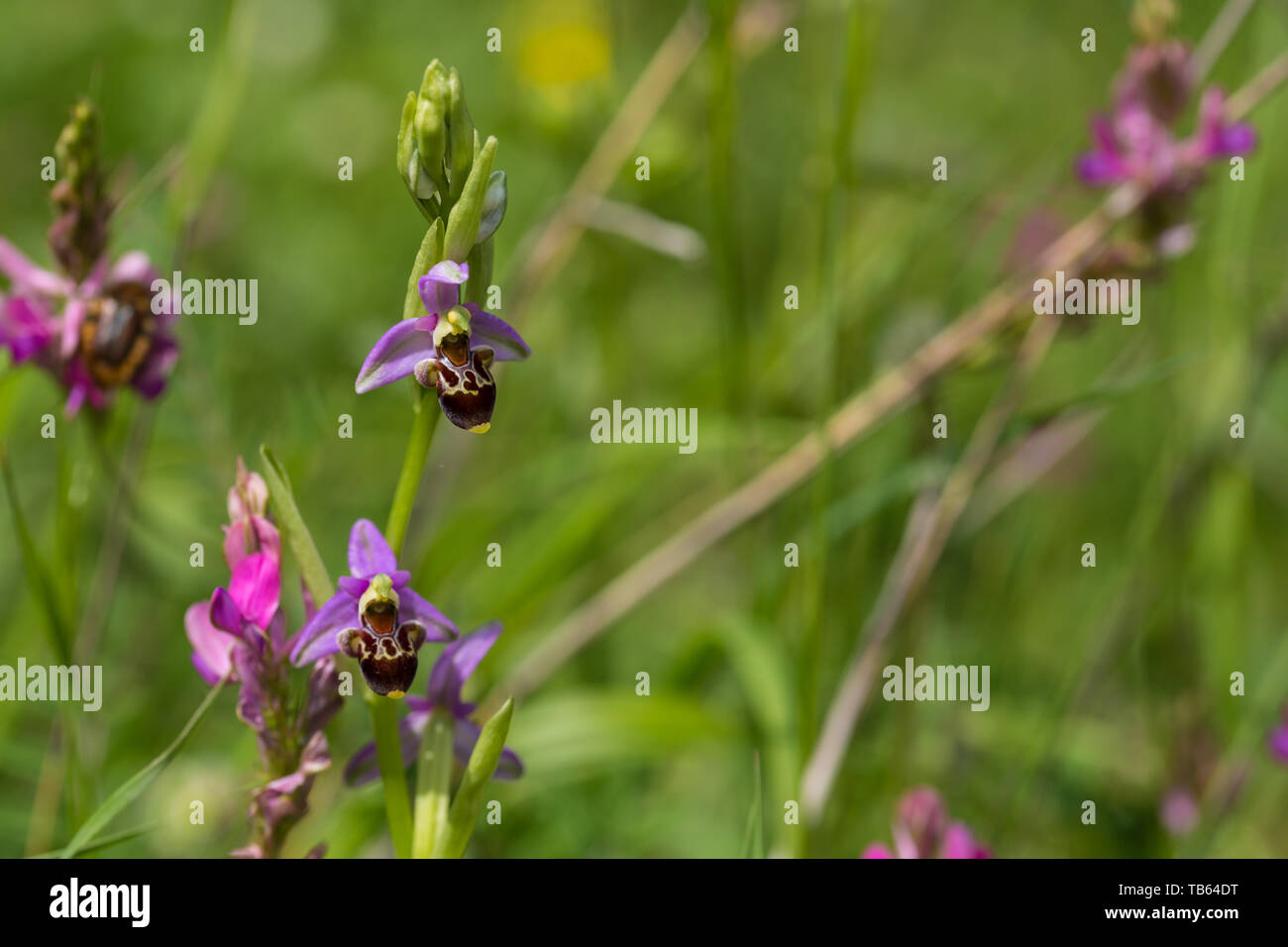 Bulbul Hari plante de la famille des orchidées. Plante sauvage dans l'habitat dans les montagnes du Caucase, en Azerbaïdjan. Banque D'Images