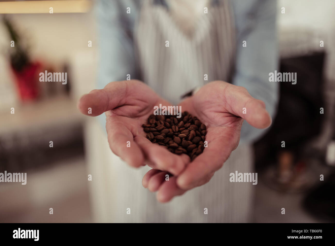 Produit parfait. Les mains d'un barista doué tenant une poignée de grains de café fraîchement torréfié. Banque D'Images