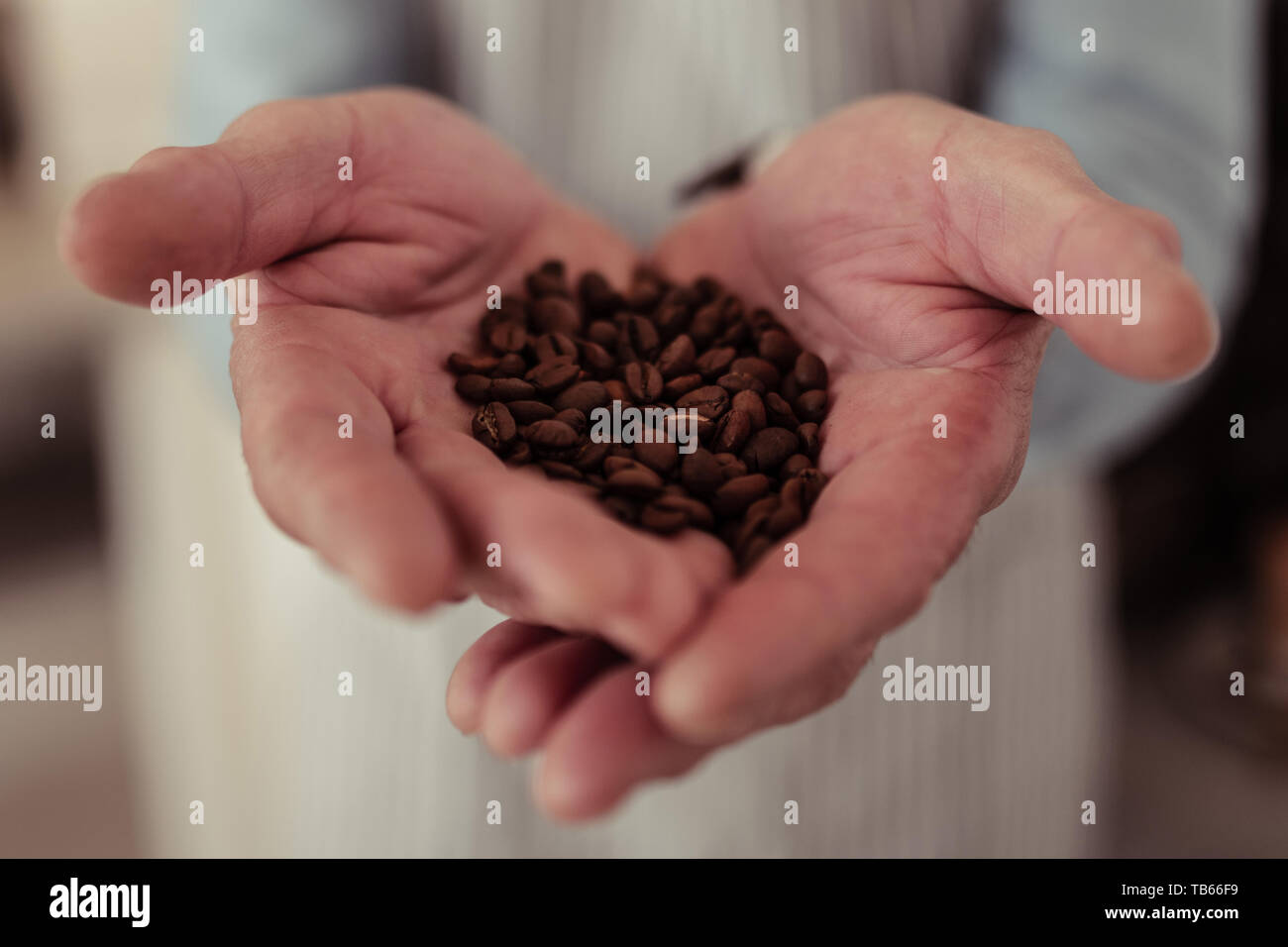 Café torréfié. Close up of hands of handsome barista avec une poignée de grains de café fraîchement torréfié Brown. Banque D'Images