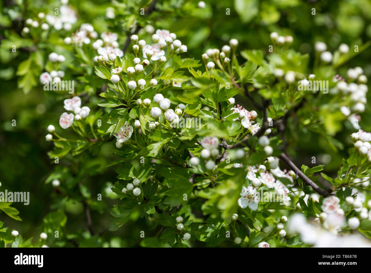 Les fleurs d'aubépine. Le gros plan de fleurs d'aubépine blanche Banque D'Images