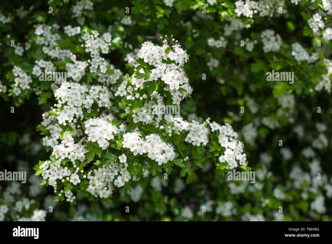Les fleurs d'aubépine. Le gros plan de fleurs d'aubépine blanche Banque D'Images