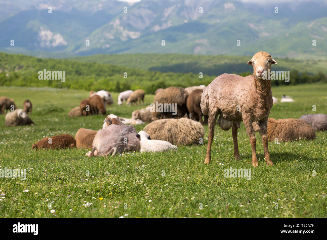 Moutons sur l'alpage de champs. Un des moutons est assis à une prairie alpine dans les Alpes. Banque D'Images