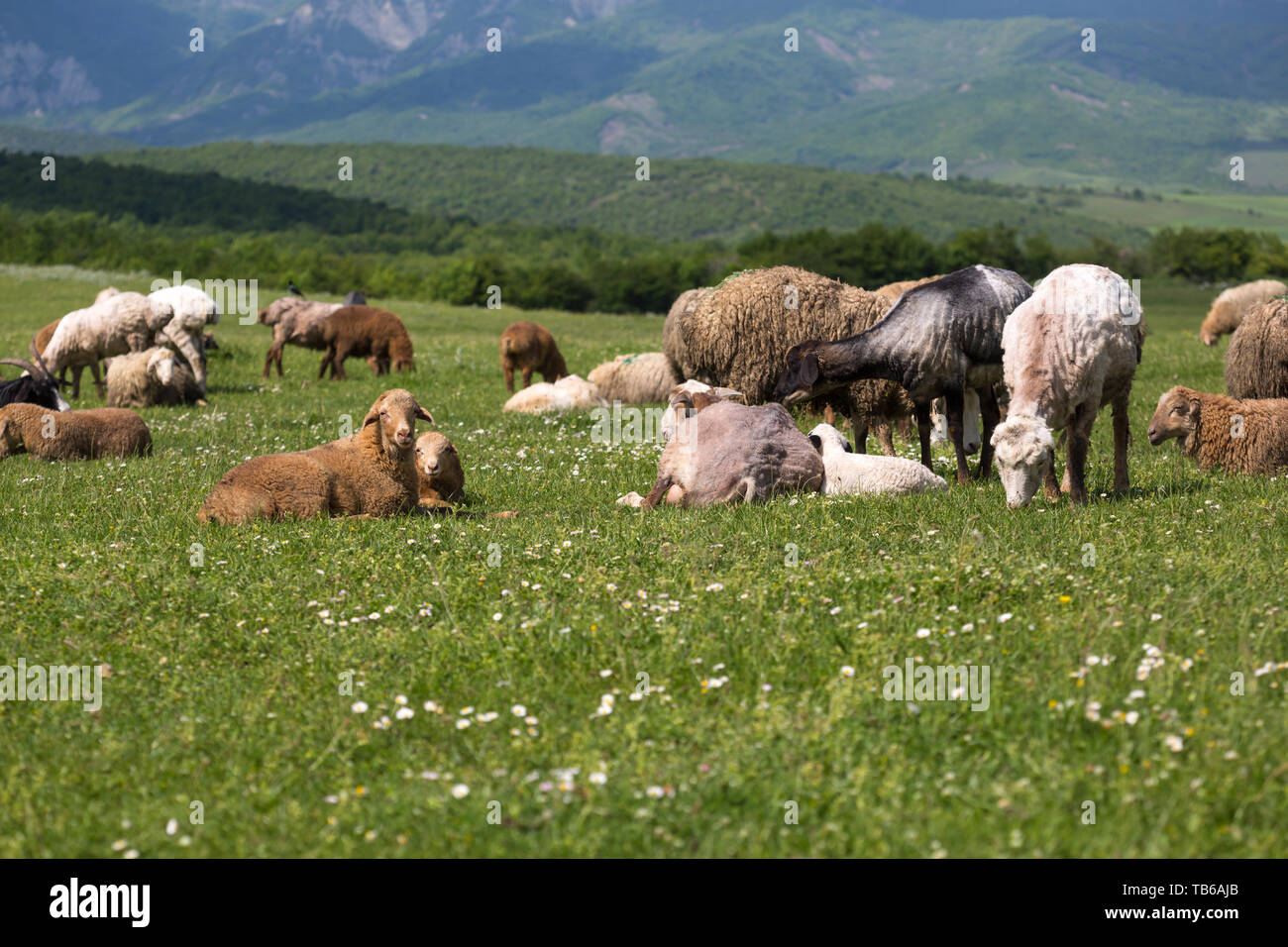 Moutons sur l'alpage de champs. Un des moutons est assis à une prairie alpine dans les Alpes. Banque D'Images