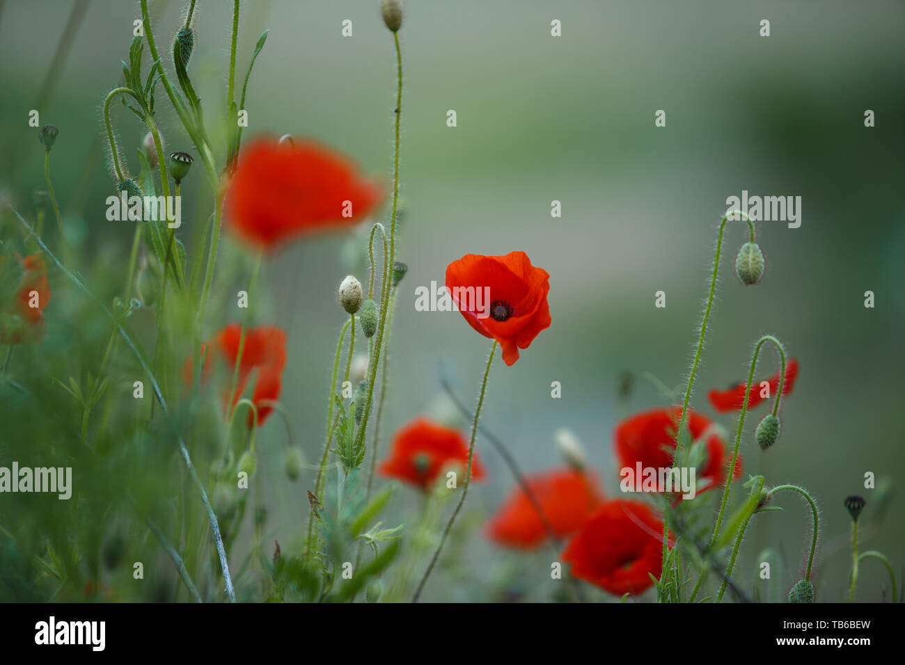 Summer Meadow avec fleurs de pavot rouge Banque D'Images