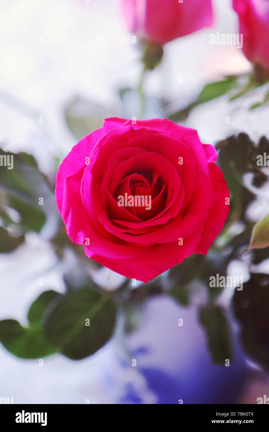 Rose pourpre close up avec arrière-plan flou Banque D'Images