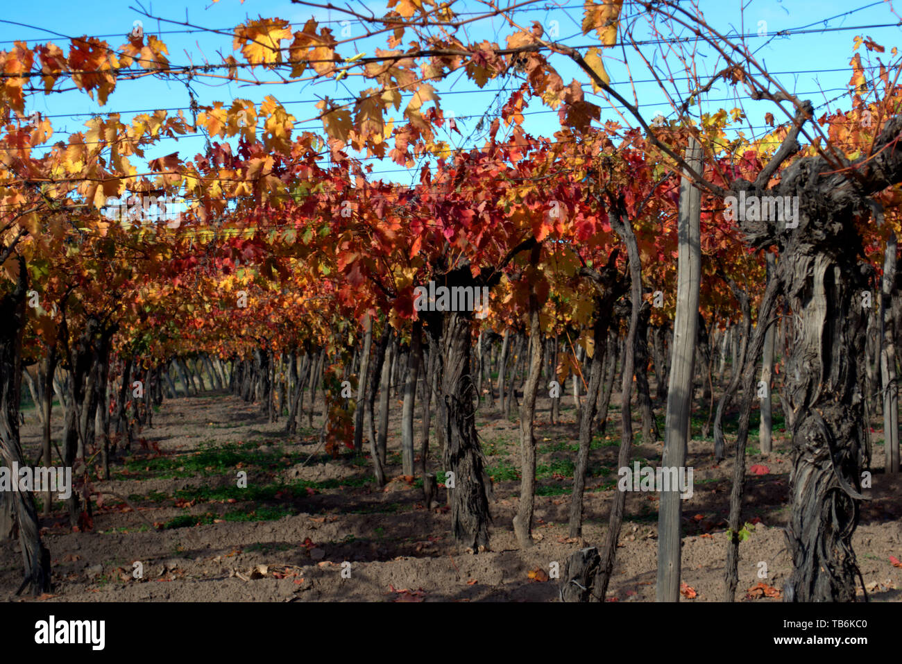 Orange et jaune vignes au début de l'automne dans la région de Mendoza, Argentine. Banque D'Images