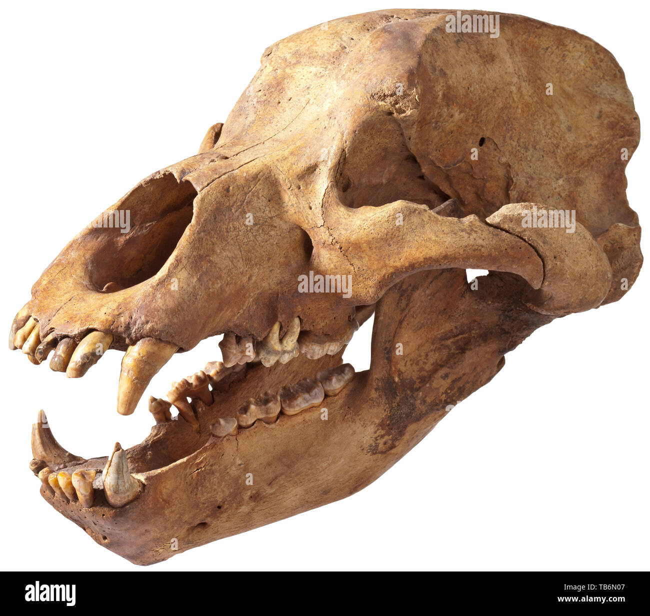 Le crâne d'un ours - l'âge de glace de Sibérie, vers 30 000 avant J.C, un parfait presque entièrement conservée et crâne de l'ours Ursus spelaeus, espèce répandue en Sibérie dans l'ère Pléistocène. Les mâchoires grandes ouvertes, presque toutes les dents encore en place. Dans un excellent état de conservation. Hauteur 24 cm, longueur 52 cm, largeur 30 cm. On trouve rarement dans cet état. Artisanat, Artisanat, Artisanat, objet, objets, alambics, clipping, coupures, cut out, cut-out, cut-outs, historique, préhistorique, historique Additional-Rights Clearance-Info-Not-Available- Banque D'Images
