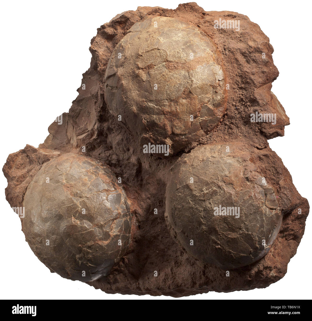 Une couvée de trois œufs de dinosaure, du sud des États-Unis d'Amérique. Période du Crétacé, environ 100 millions d'années. Les dépôts fossilisés avec trois œufs sur une matrice rougeâtre. Diamètre de chaque vers 13 cm, taille totale 33 x 35 cm. Il est extrêmement difficile de classer les oeufs de dinosaures en particulier les espèces. Oeufs ronds, comme proposé dans le présent lot, sont attribués à des herbivores. Artisanat, Artisanat, Artisanat, objet, objets, alambics, clipping, coupures, cut out, cut-out, cut-outs, historique, préhistorique, historique Additional-Rights Clearance-Info-Not-Available- Banque D'Images