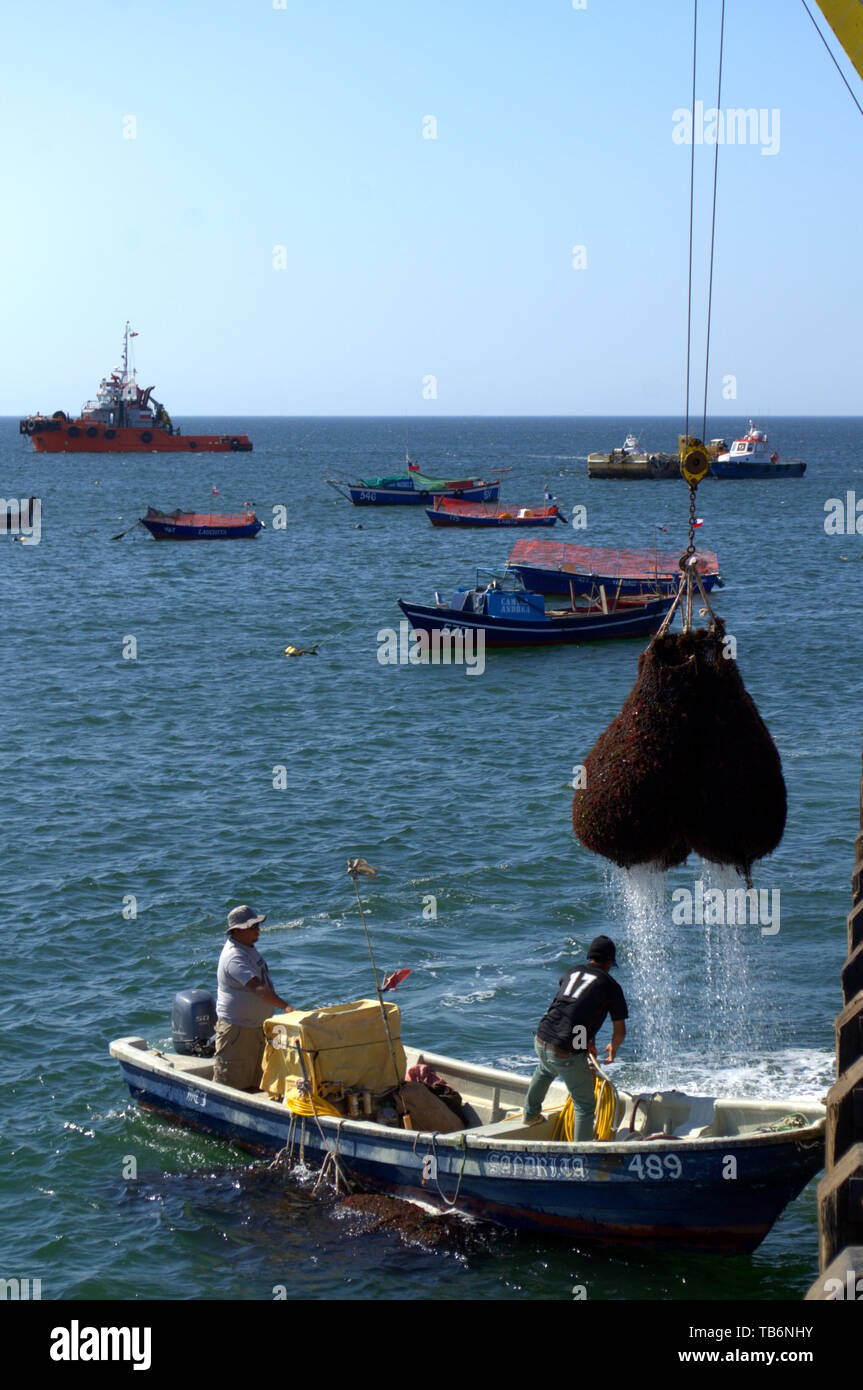 Pêcheurs déchargent un chalut à Antofagasta, Chili Banque D'Images