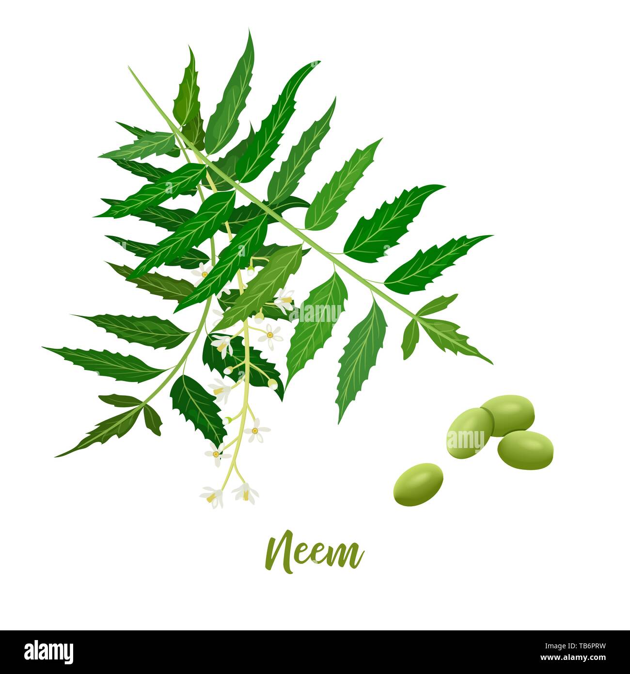 Direction générale de la feuille de neem, les fleurs et les gousses. pour les produits cosmétiques naturels, des produits de soins de santé, l'aromathérapie, les huiles Illustration de Vecteur