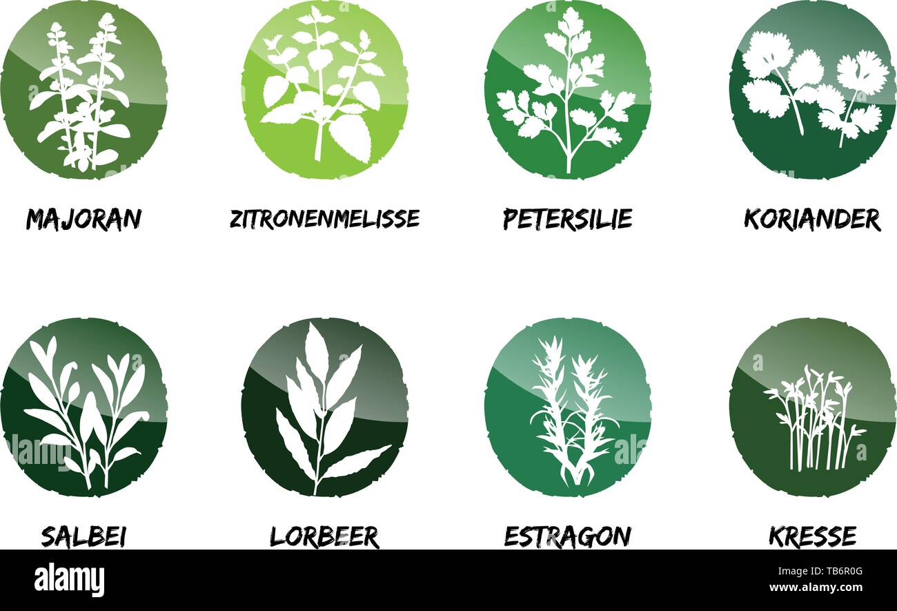 La marjolaine mélisse Sauge Coriandre estragon laurier cress Illustration de Vecteur