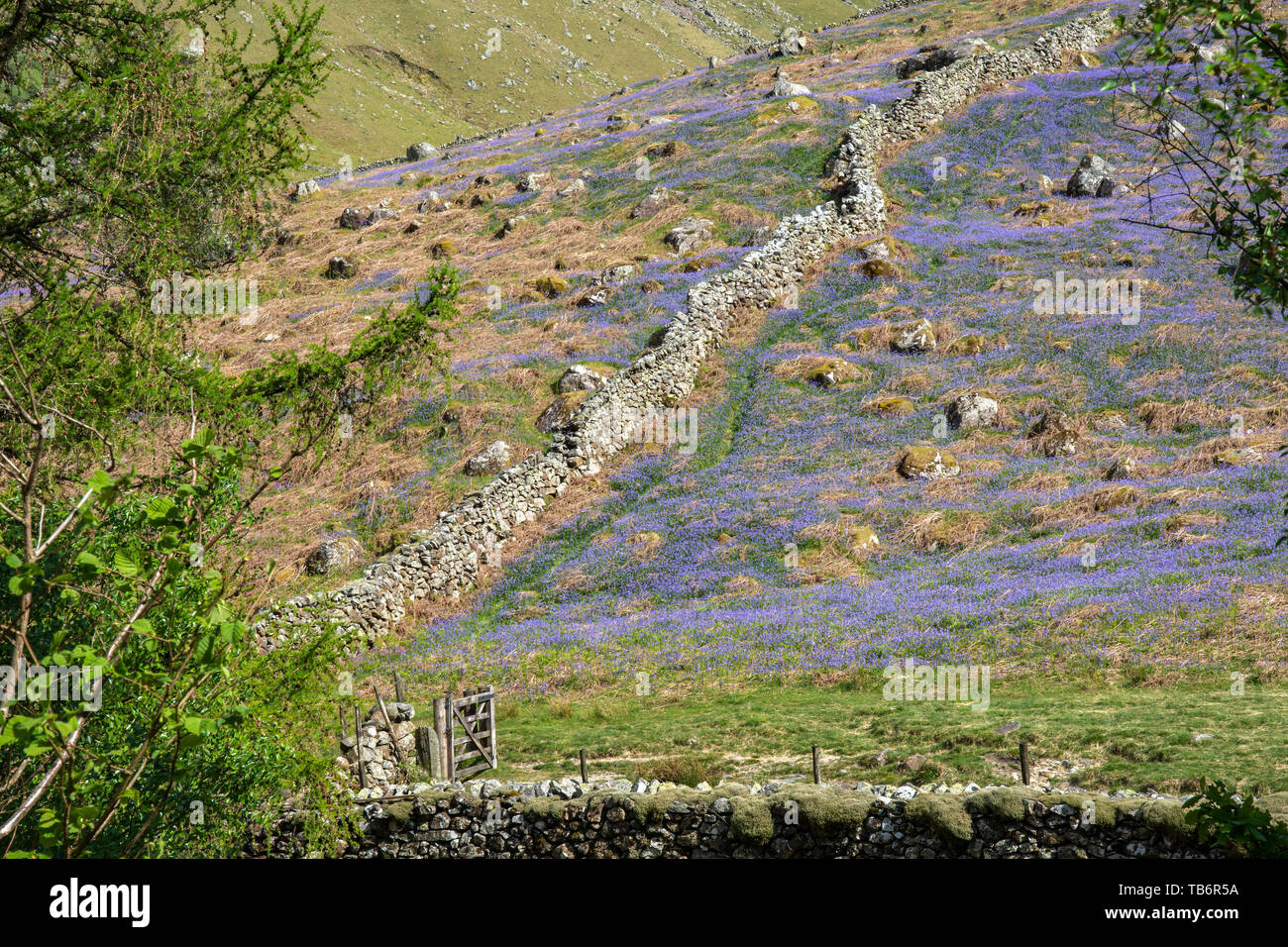 Blue Bells sur Stonethwaite Langstath est tombée au-dessus de Beck, Cumbria Parc National de Lake District UK Banque D'Images