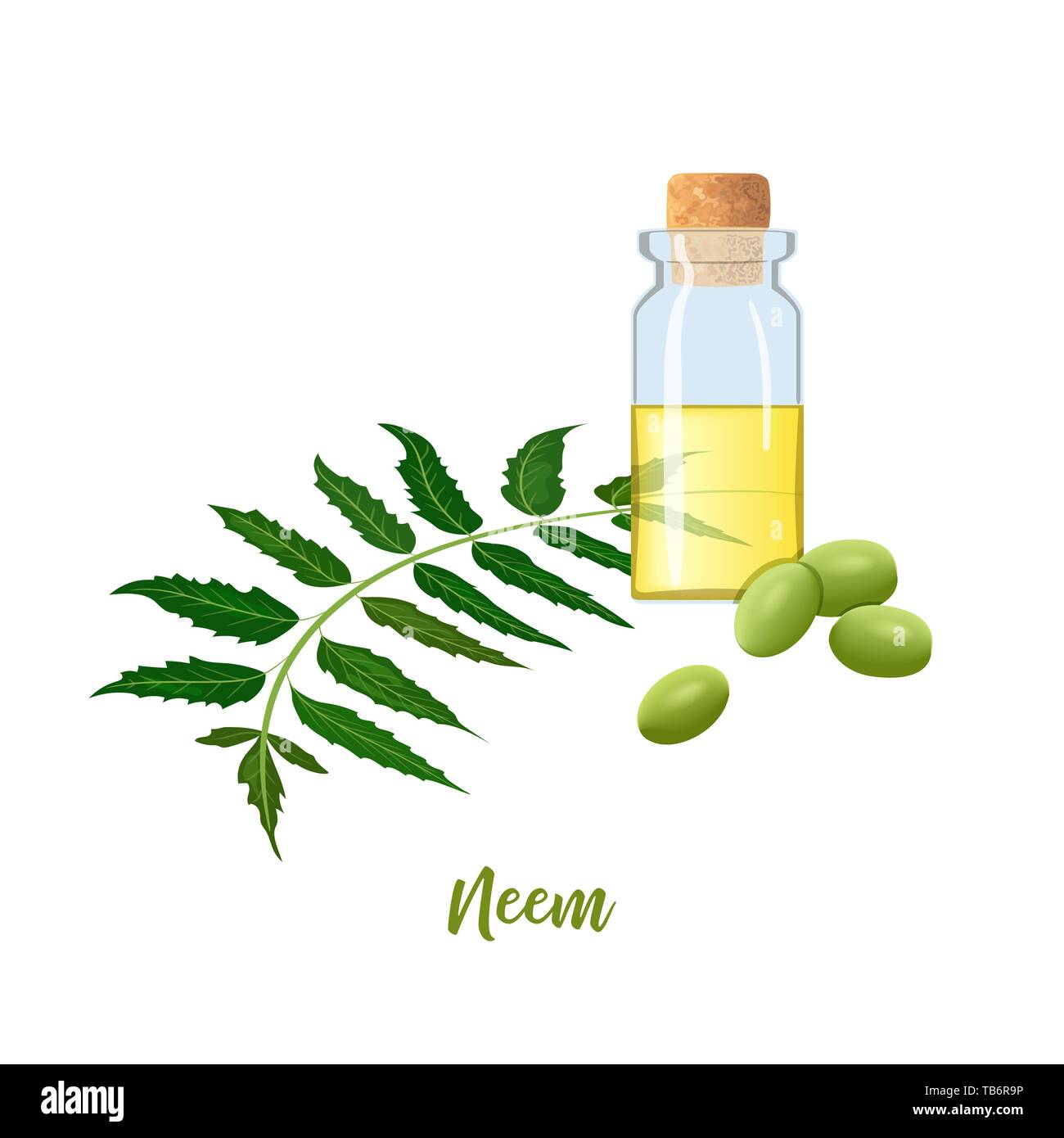 Le flacon en verre avec cor, huile de neem, direction générale de la feuille, les fleurs et les gousses. Ayurveda Herb. flacon. Oilplant pour la médecine, les cosmétiques Illustration de Vecteur