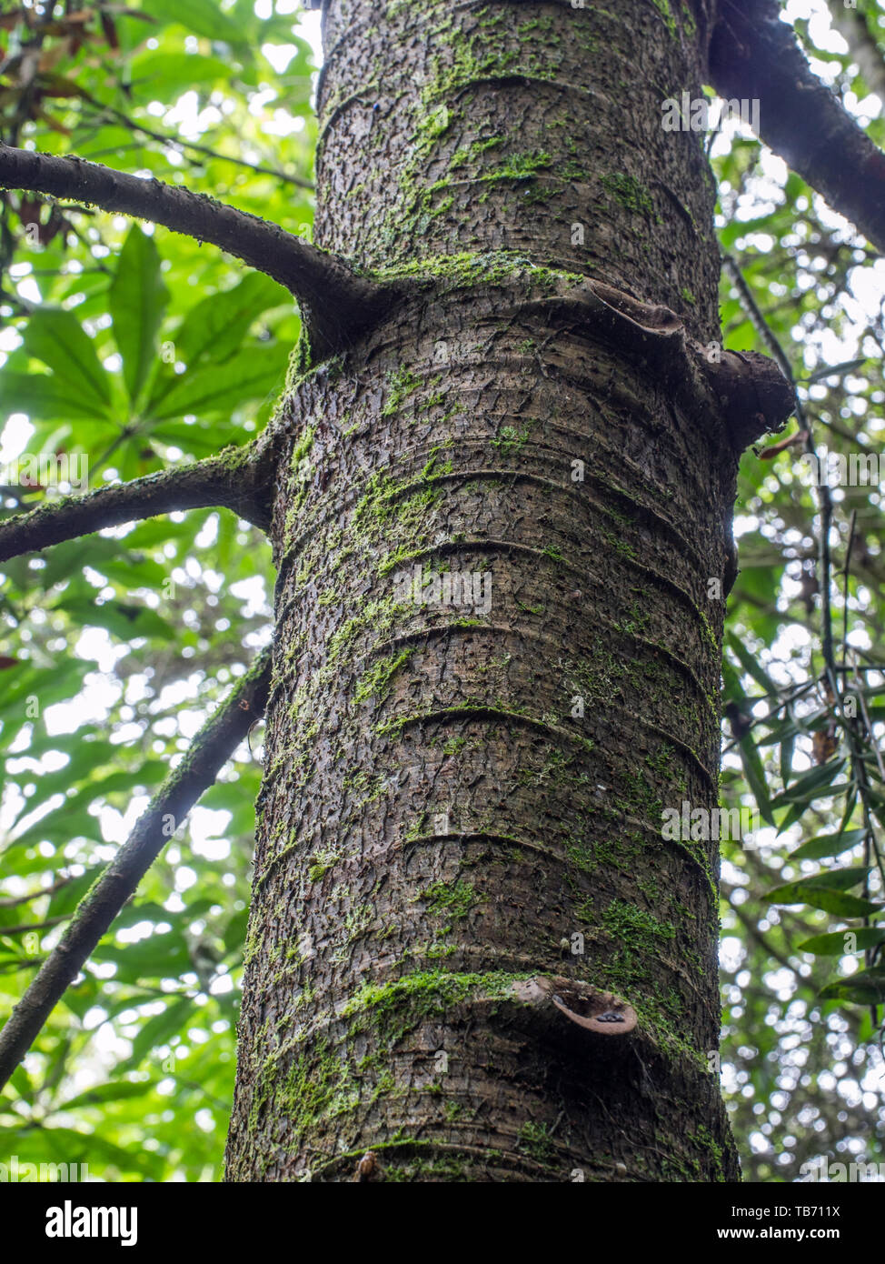 Tronc et branches de jeunes arbres kauri, Pohueroa, Brunswick, Gyeongju, Nouvelle-Zélande Banque D'Images