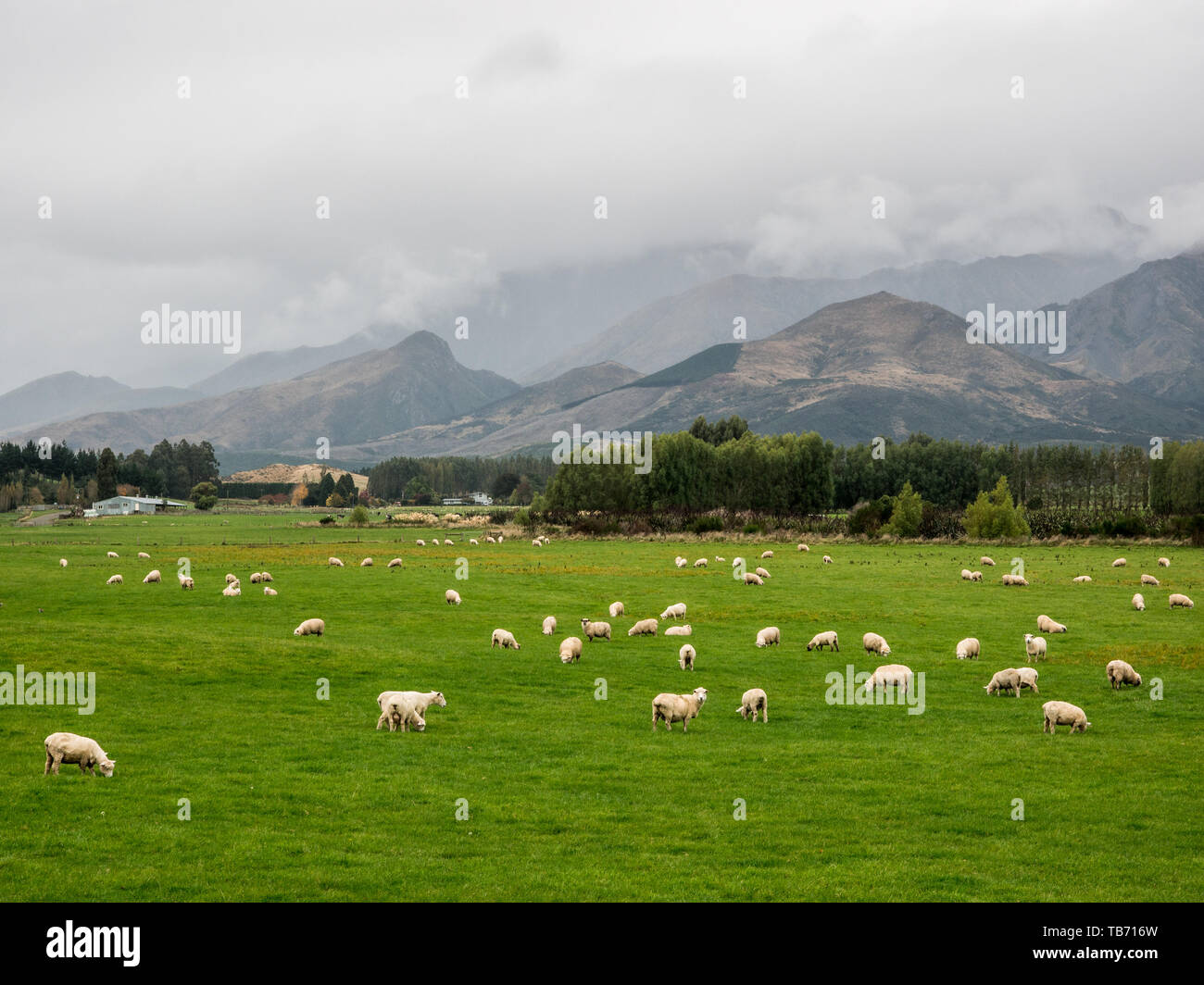 Moutons paissent sur les pâturages verts, nuage et brume sur gamme Longwood, Route 99, Vallée de Waiau, Southland, Nouvelle-Zélande Banque D'Images