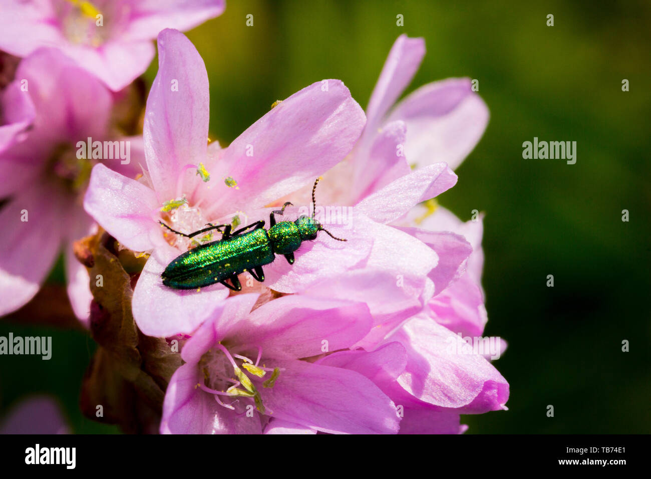 Macro photo de green slim-line sur le scarabée la fleur rose sur le fond vert Banque D'Images