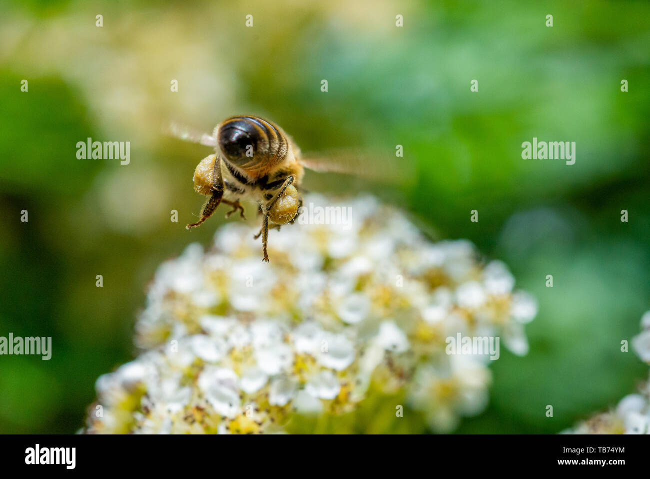Abeille à miel (Apis) en vol chargée de sacs de nectar sur le point d'atterrir sur un arbre de frêne de montagne en fleurs (Rowan) au printemps, Royaume-Uni Banque D'Images
