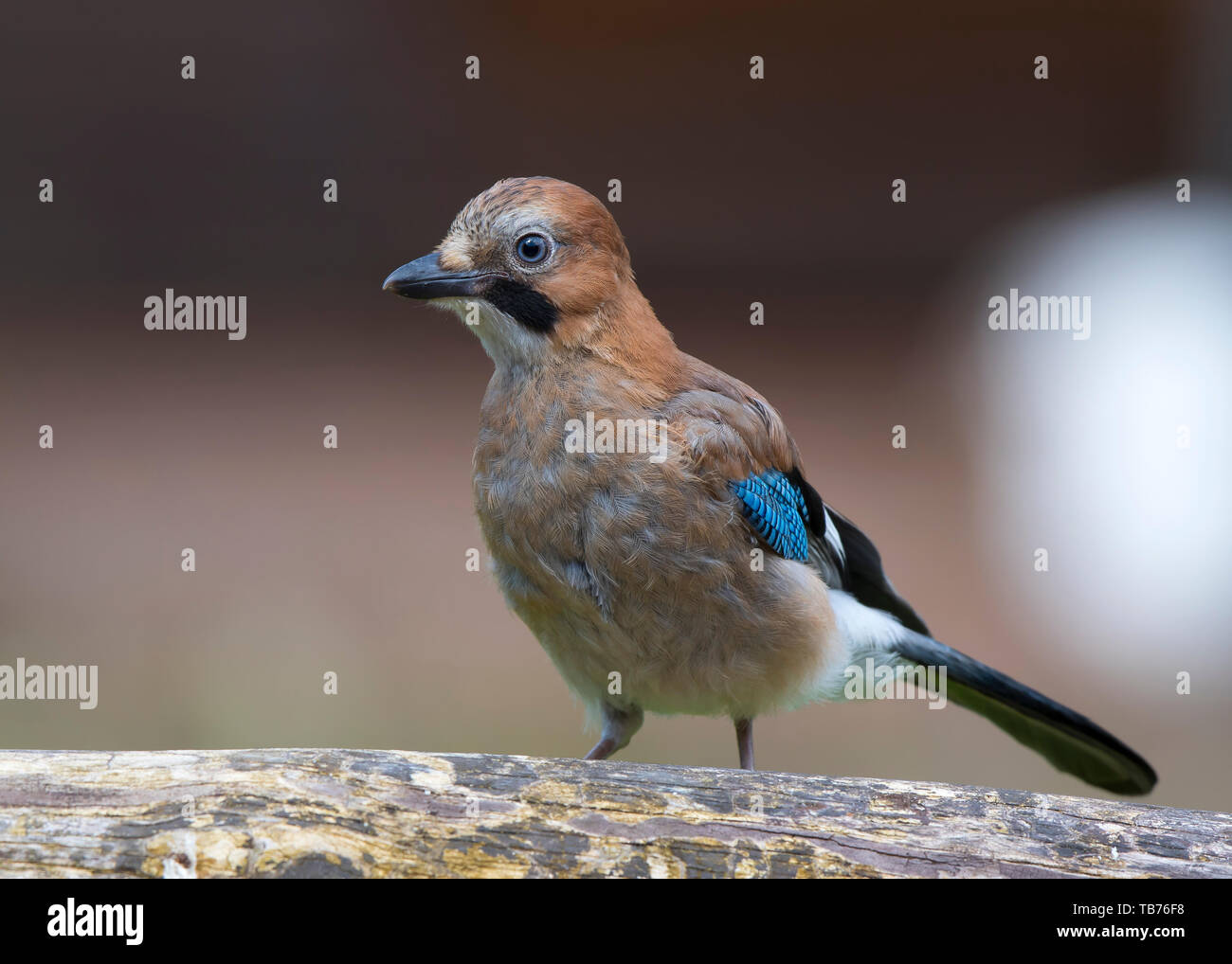 Vue de face de l'oiseau geai sauvage et juvénile (Garrulus glandarius) isolé dans l'habitat naturel extérieur du Royaume-Uni, perçant sur le bois. Banque D'Images