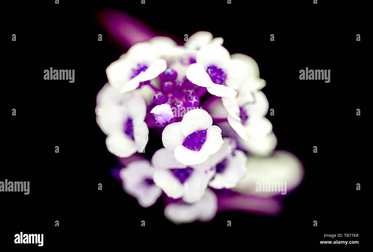 Close-up, macro photo d'un bouquet de fleurs en blanc, rose, pourpre, la couleur sur un fond noir Banque D'Images