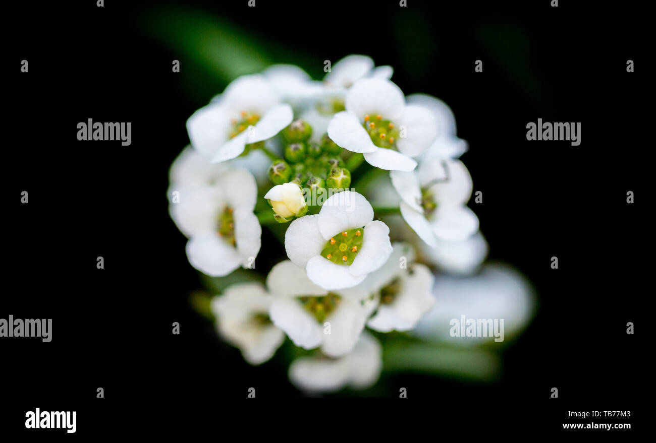 Close-up, macro photo de bouquet de fleurs en blanc, jaune, couleur verte sur fond noir Banque D'Images