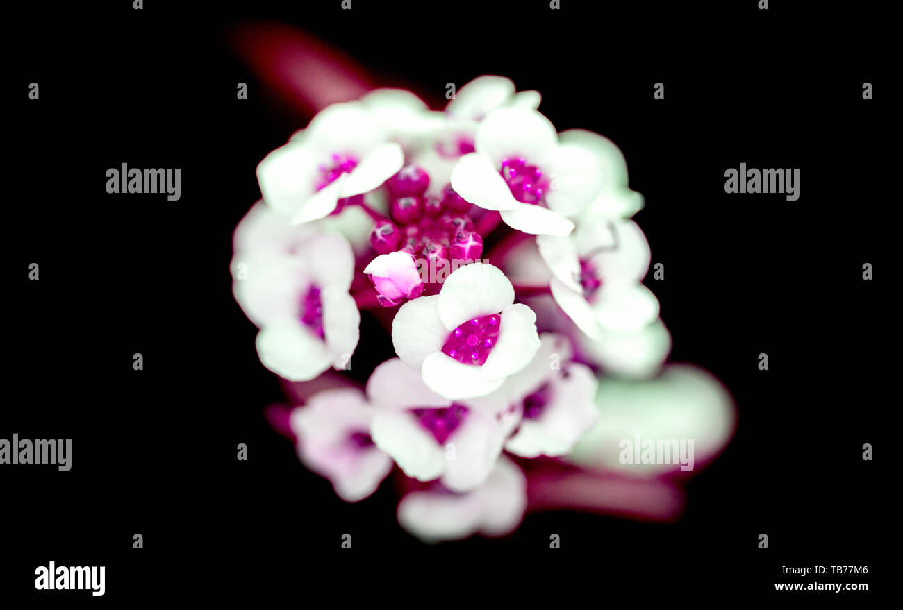 Close-up, photo macro d'un ​Bunch de fleurs en blanc, rose, violet, couleur fuchsia sur fond noir Banque D'Images