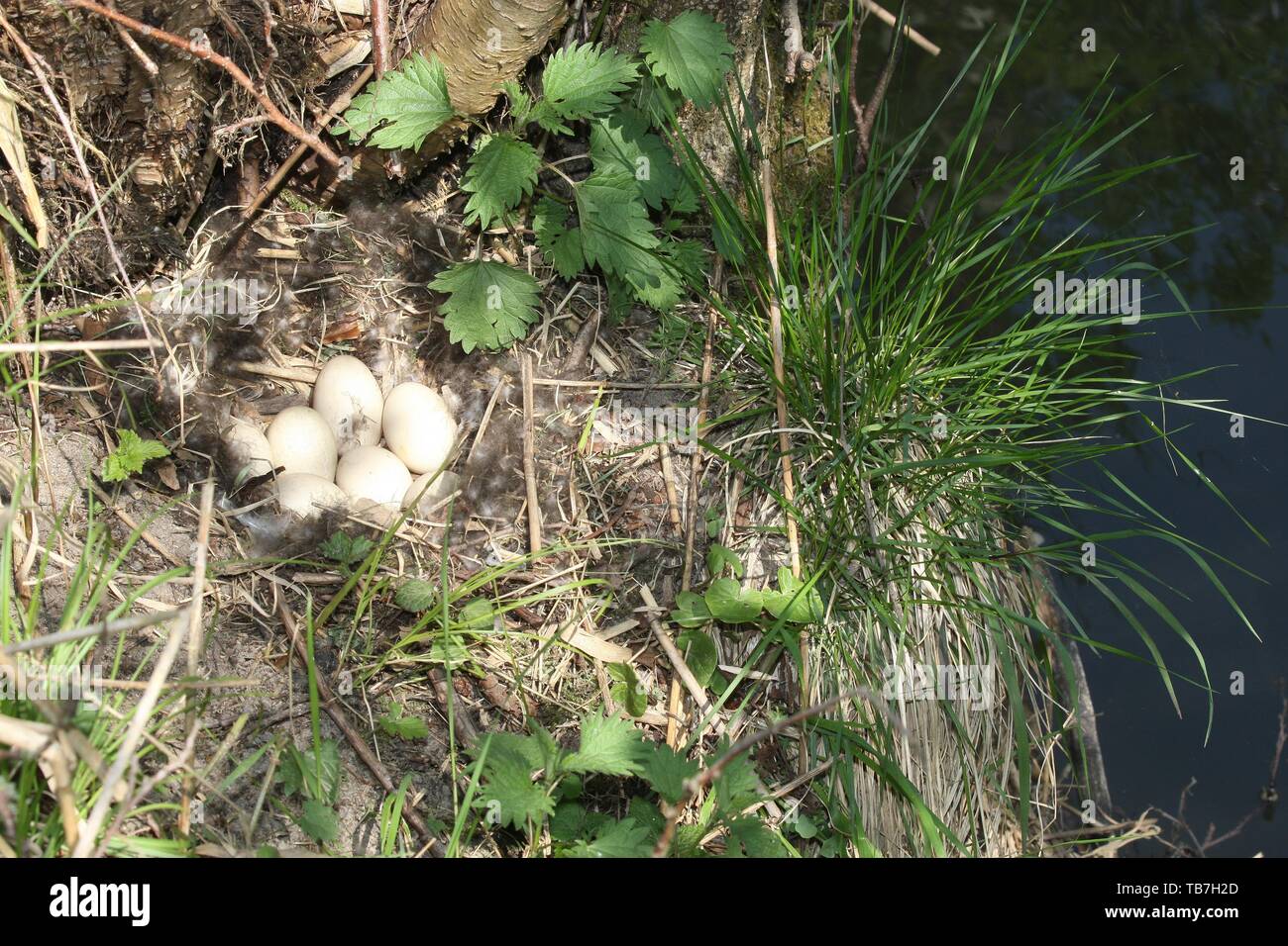 Nid et d'embrayage de Canards colverts (Anas platyrhynchos) Allgau, Bavière, Allemagne Banque D'Images