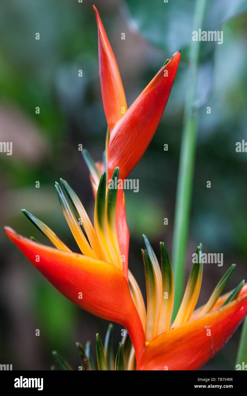 Heliconia spathocircinata Heliconia psittacorum (x), Costa Rica Banque D'Images