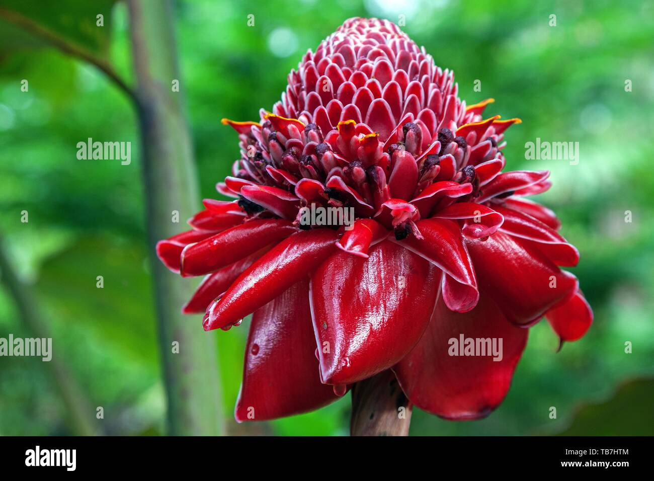 Fleur de la Porcelaine (Etlingera elatior), Costa Rica Banque D'Images