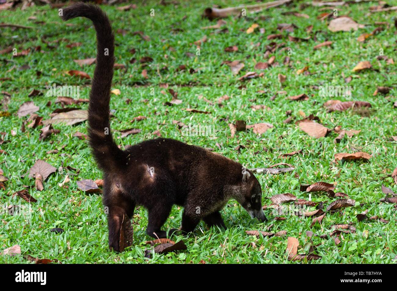 White nosed coati (Nasua narica), province d'Alajuela, Costa Rica Banque D'Images