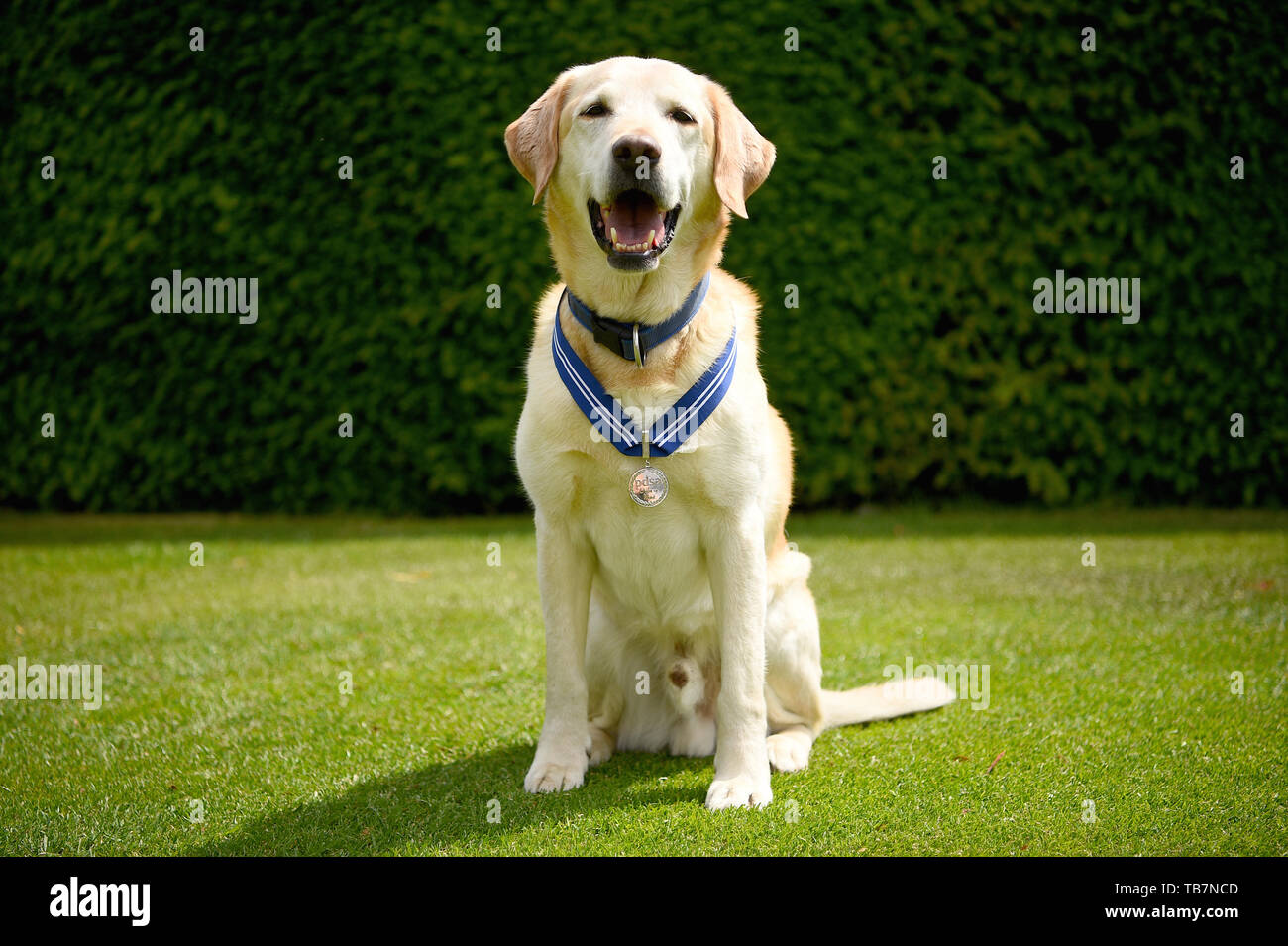 Chien de police Bruno à l'Honorable Artillery Company à Londres la réception de l'APSS l'Ordre du mérite. Dix-neuf chiens policiers héros reçoivent une bourse pour aider les services d'urgence au cours de la 2017 attentats terroristes à Londres Westminster Bridge, London Bridge et Borough Market. Banque D'Images