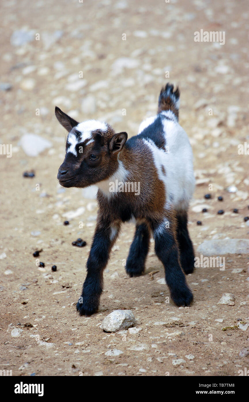 Un Mignon Bebe Chevre Avec Noir Brun Et Blanc Photo Stock Alamy Un Mignon Bebe Chevre Avec Noir Brun Et Blanc Photo Stock Alamy