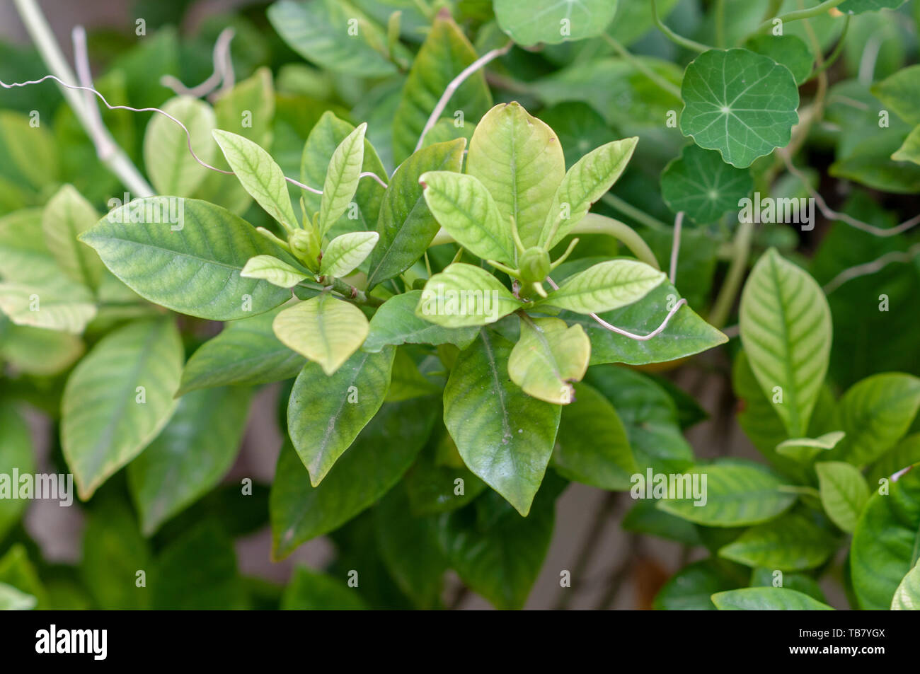 Gardenia jasminoides Gardenia (usine) avec des feuilles vert clair montrant  des signes de chlorose (carence en fer). Perte de couleur dans feuilles  présentant un minéral Photo Stock - Alamy