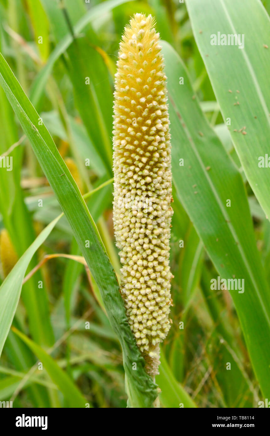 Millet plant Banque de photographies et d’images à haute résolution Alamy