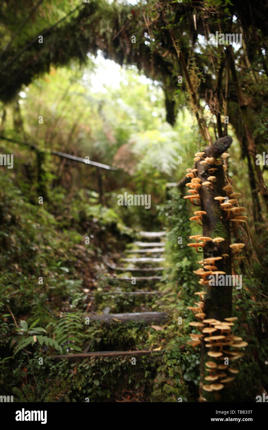 Très beau sentier avec des champignons dans le Parc National Pumalin, Carretera Austral, le Chili, la Patagonie. Banque D'Images