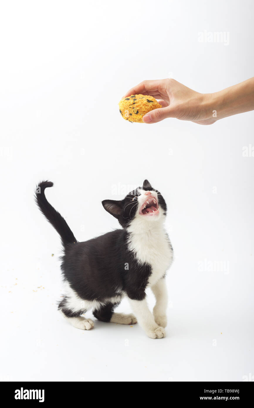 Oh, kitty. Banque D'Images