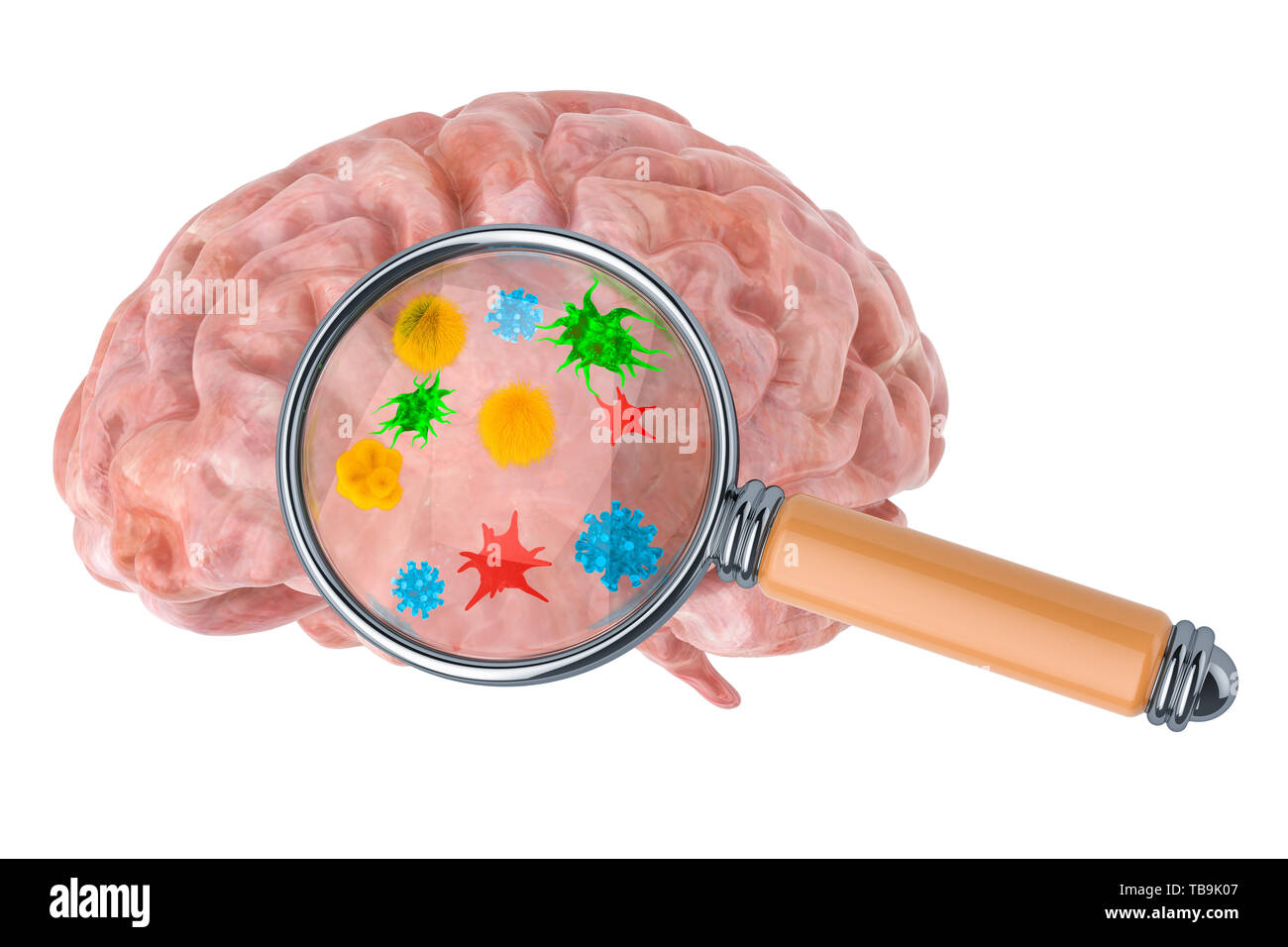 Recherche et diagnostic de maladies du cerveau concept. Cerveau humain avec les virus et bactéries sous loupe, rendu 3D isolated on white zone Banque D'Images