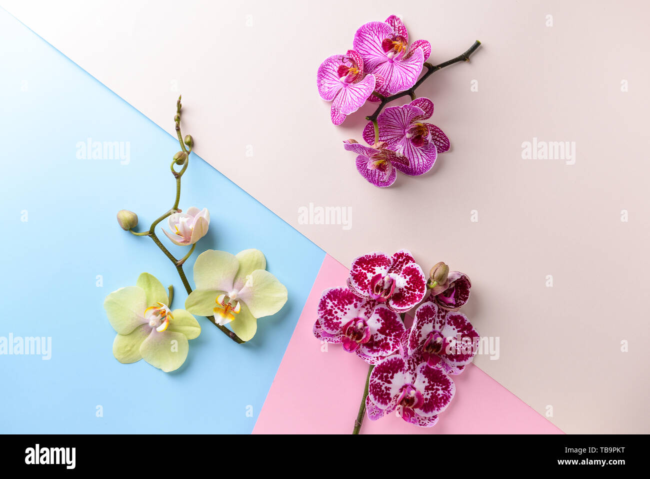 Branches d'Orchidées avec de belles fleurs sur un fond de couleur Banque D'Images