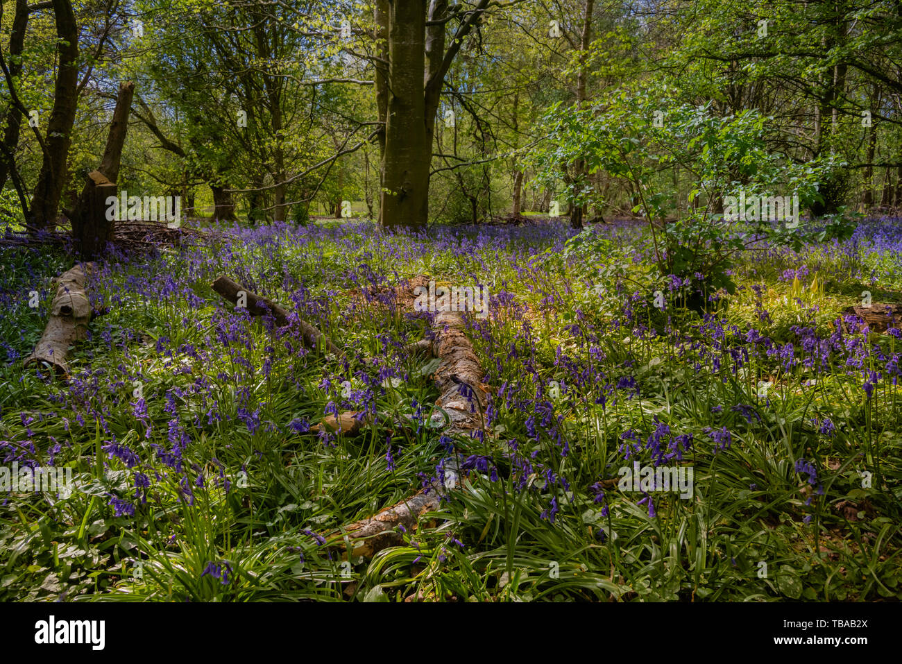 Une propagation de bluebells couvrent une petite forêt au début du printemps. Banque D'Images