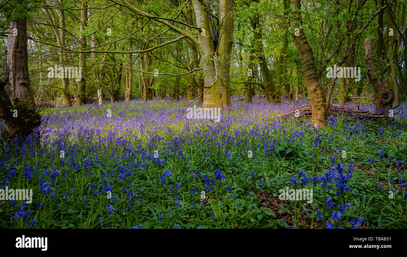 Une propagation de bluebells couvrent une petite forêt au début du printemps. Banque D'Images