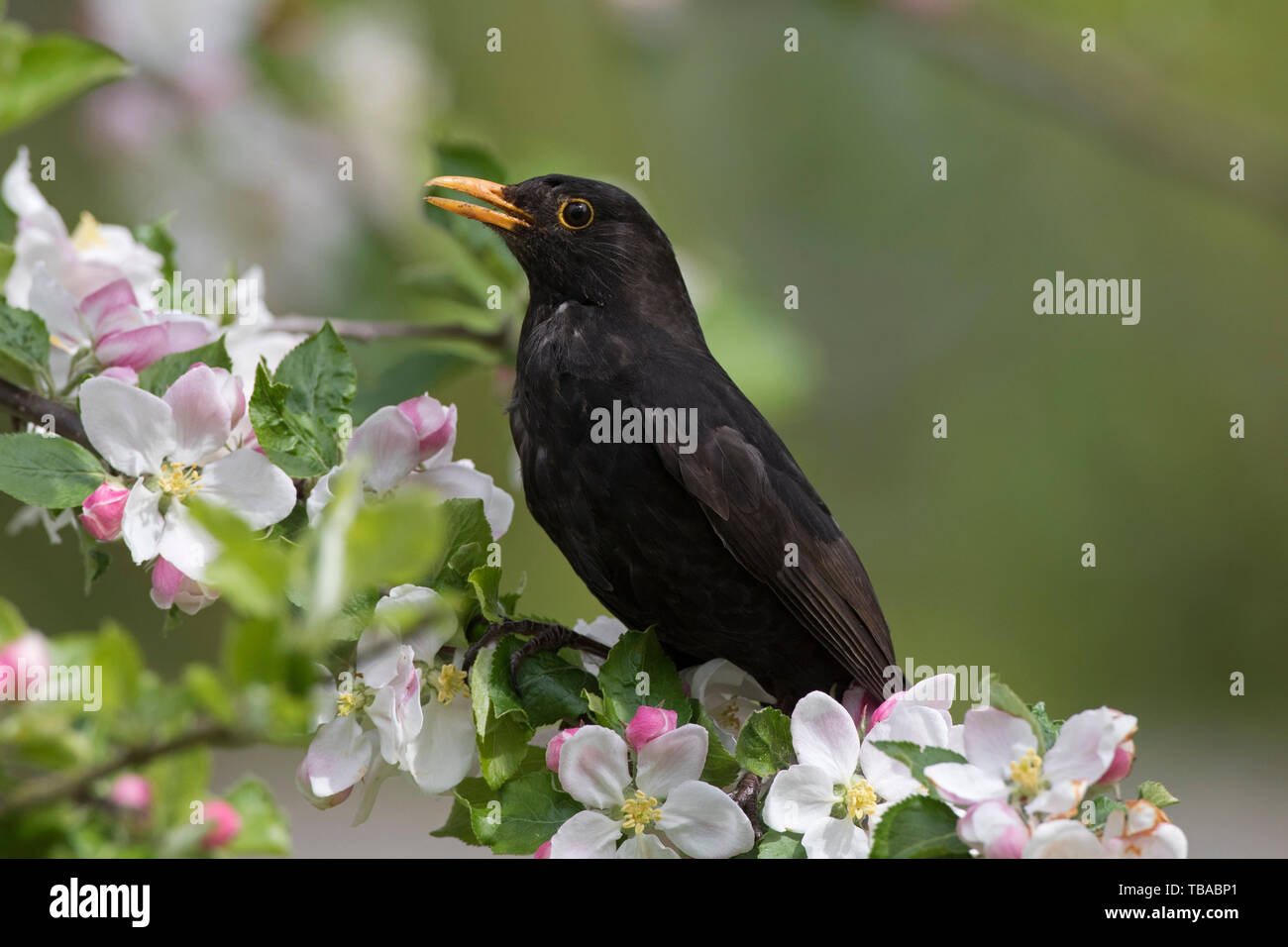 Eurasian blackbird / Merle noir (Turdus merula) mâle perché dans la floraison des pommiers et le chant au printemps Banque D'Images