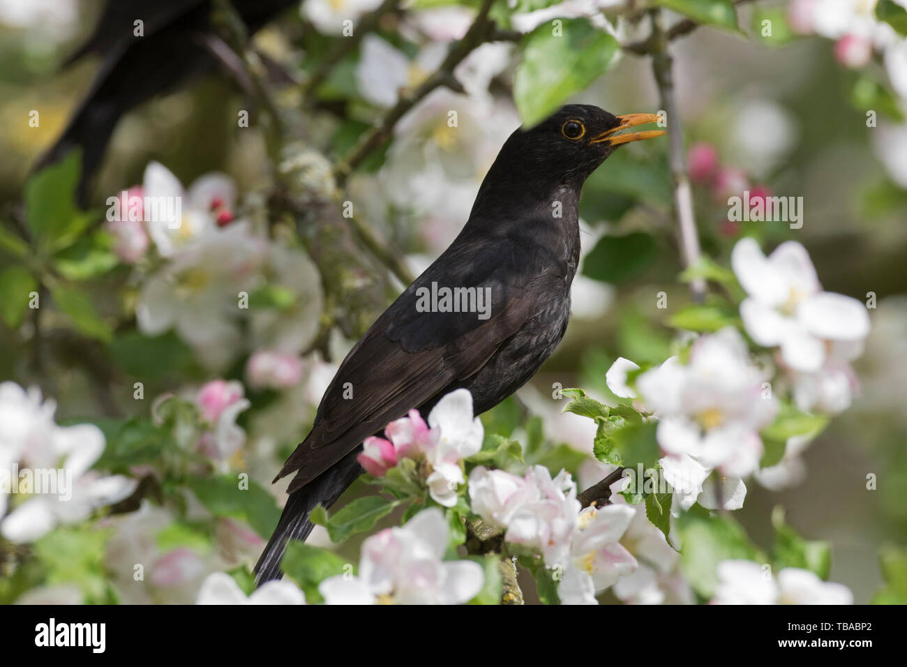 Eurasian blackbird / Merle noir (Turdus merula) mâle perché dans la floraison des pommiers et le chant au printemps Banque D'Images