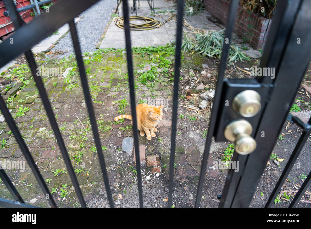 Orange tabby cat sans-abri errant sur le trottoir rue de la Nouvelle Orléans, Louisiane affamé et triste à la recherche à travers les bars de clôture Banque D'Images