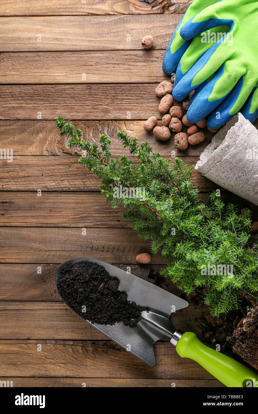 La composition avec les outils de jardinage sur fond de bois Banque D'Images