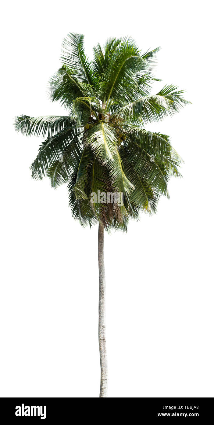 Noix de Coco Photo Palmier Arbre de Isolated On White Banque D'Images