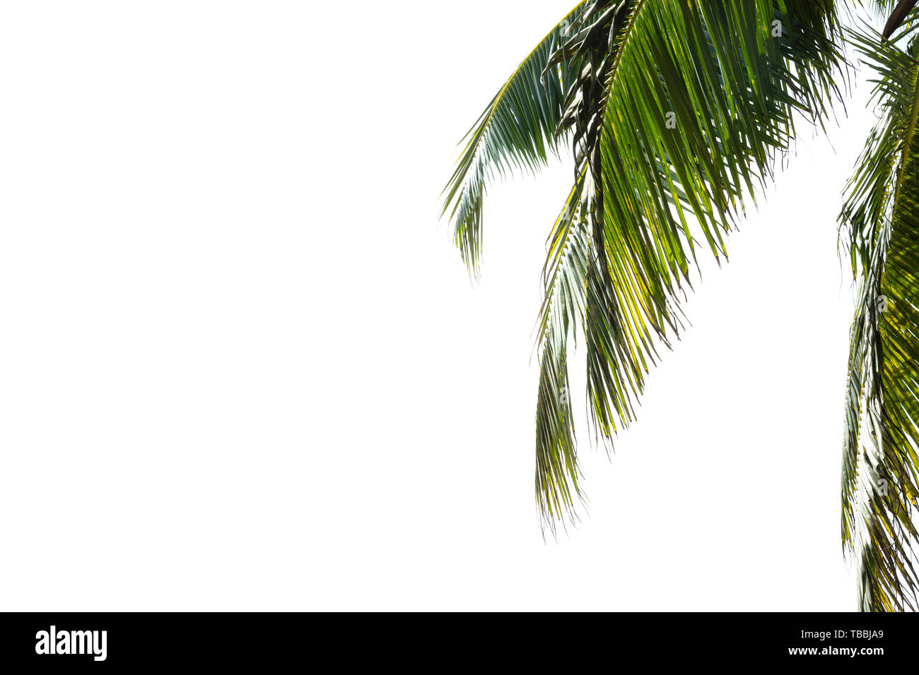 Close-up de Green Palm Feuilles de Tree Isolated On White Banque D'Images