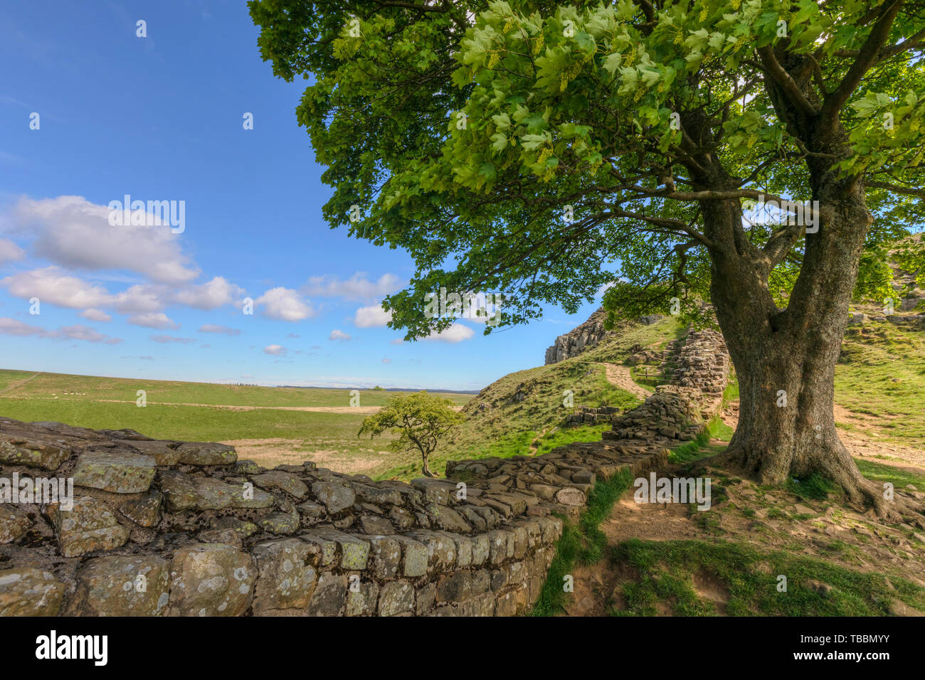 Sycamore Gap, Northumberland, Angleterre, Royaume-Uni, Europe Banque D'Images