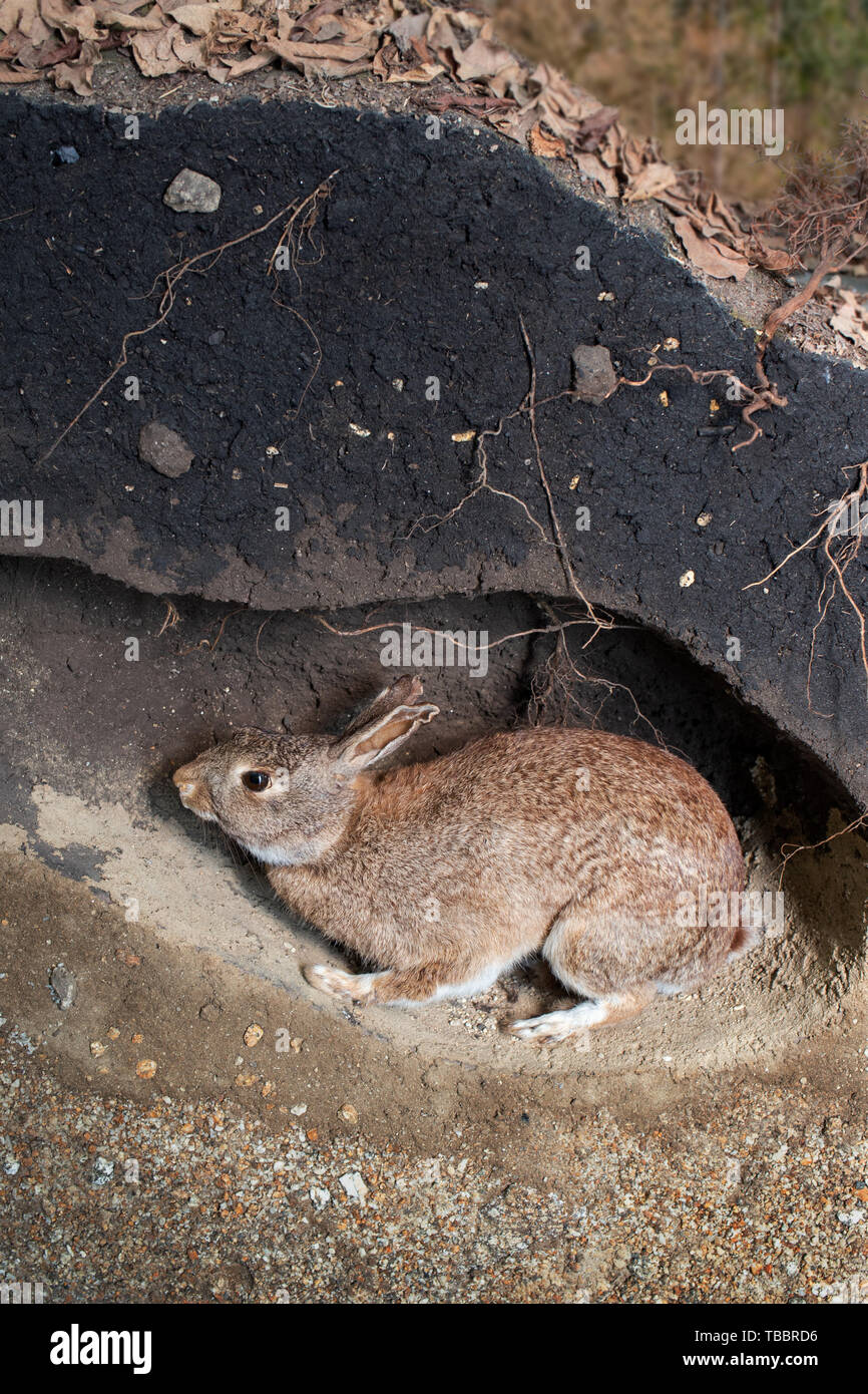 Scène d'un lapin sauvage dans un terrier. Oryctolagus cuniculus Banque D'Images