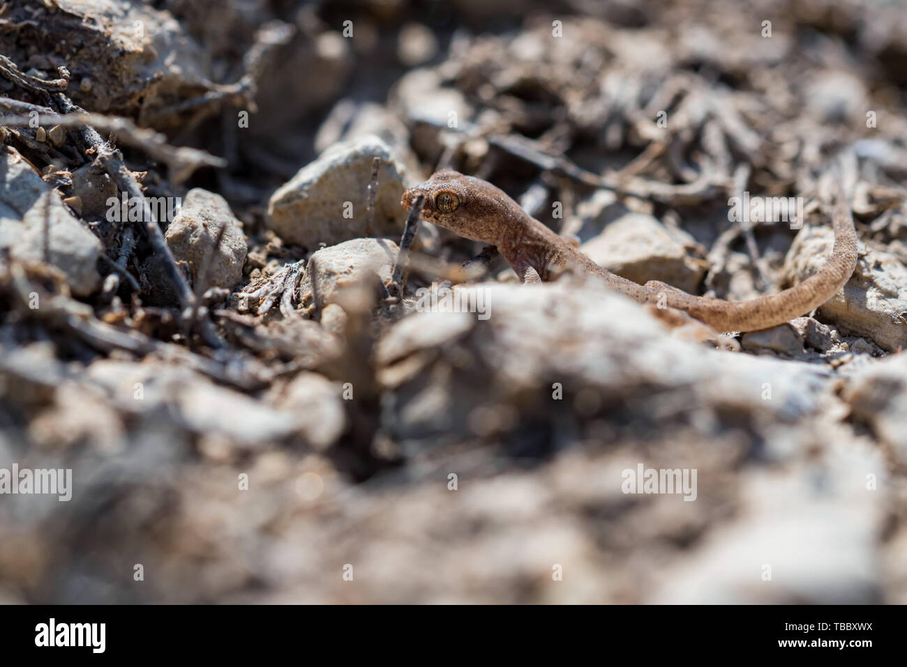 Close up même mignons petits doigts-Alsophylax sur sol genre gecko Banque D'Images